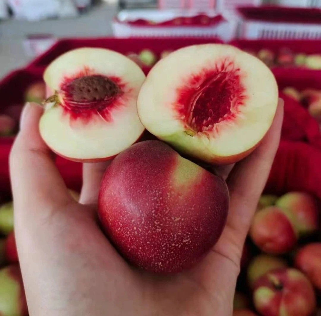 珍珠枣油桃8号果实切开展示内部结构