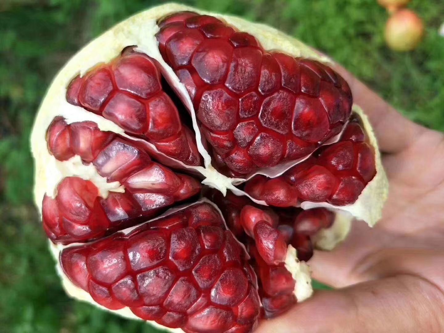 黑色软籽石榴特写