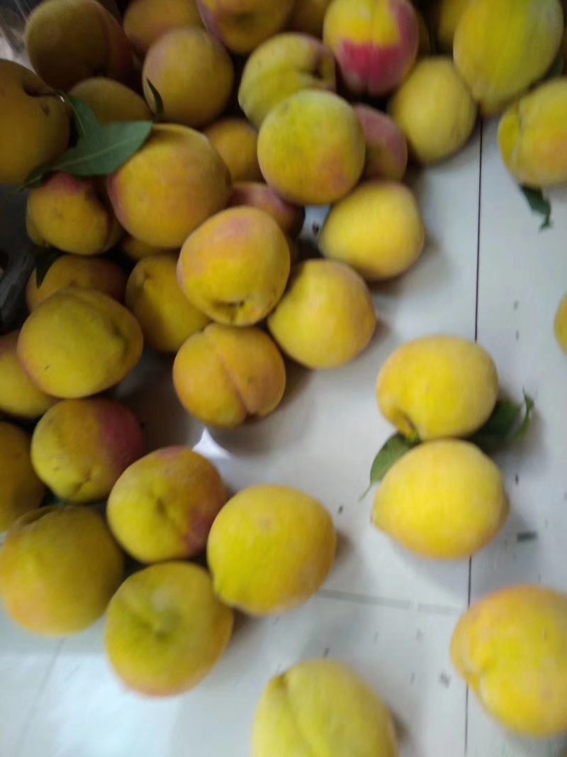 横喇锦绣黄桃湖南怀化中方县铁坡镇当季新鲜现摘现发水