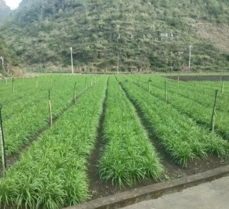 一位身穿蓝色工作服的农民手持竹筛,在韭菜田间均匀撒施草木灰,动作自然,周围为刚收割后的韭菜茬口,地面略显湿润 农民正在田间撒施草木灰