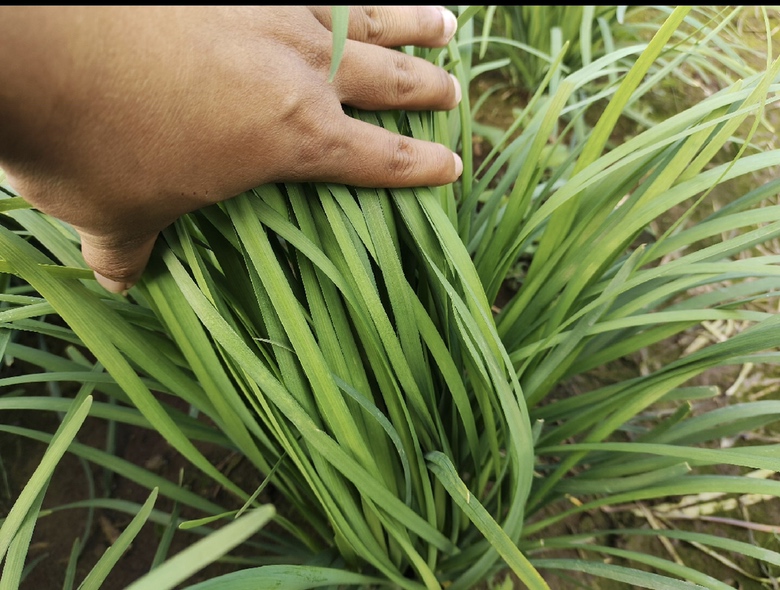 厨师正在用柠檬汁拌制切好的韭菜