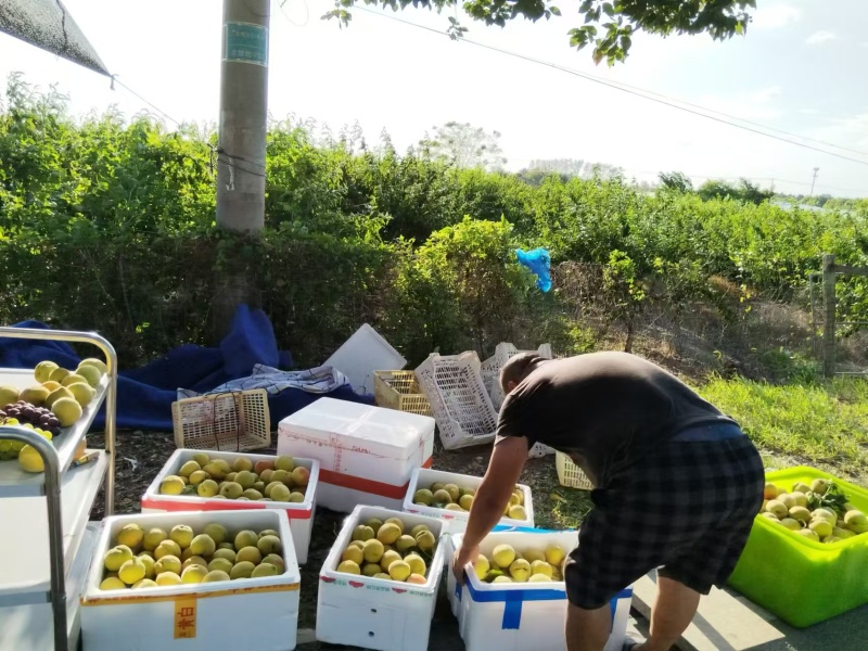 锦绣黄桃，好吃不酸