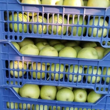 青冠梨，超好吃好卖