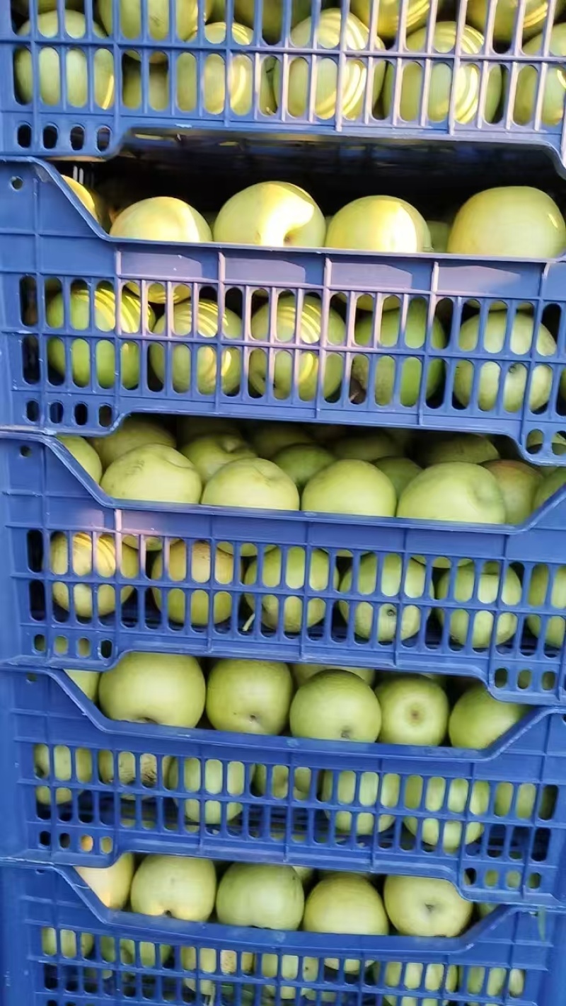 青冠梨，超好吃好卖