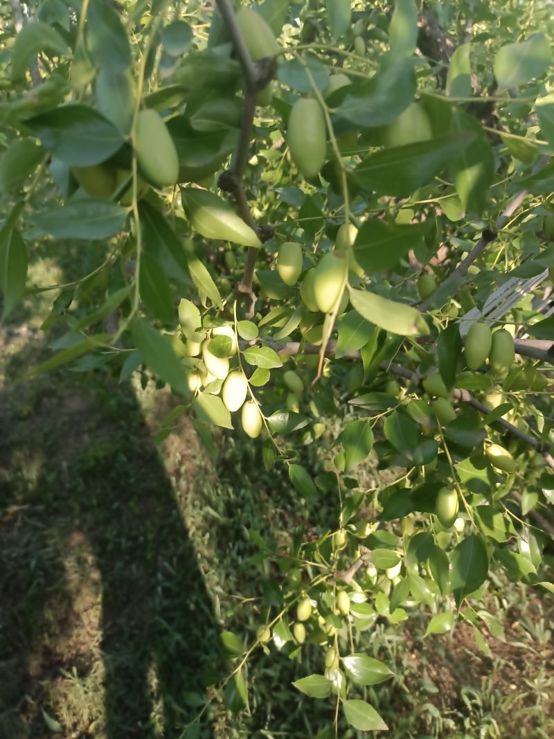 精选马牙枣鲜枣，大量上市供货，实力代收