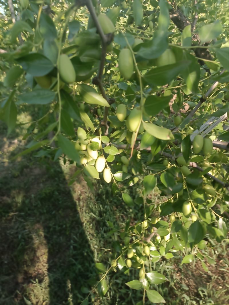 精选马牙枣鲜枣，大量上市供货，实力代收