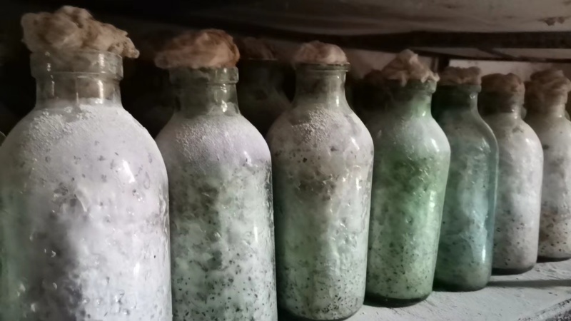 平菇菌种广温平菇原种平菇二级菌种平菇原种
