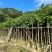 秋枫7～15公分产地直发规格齐全质量保证