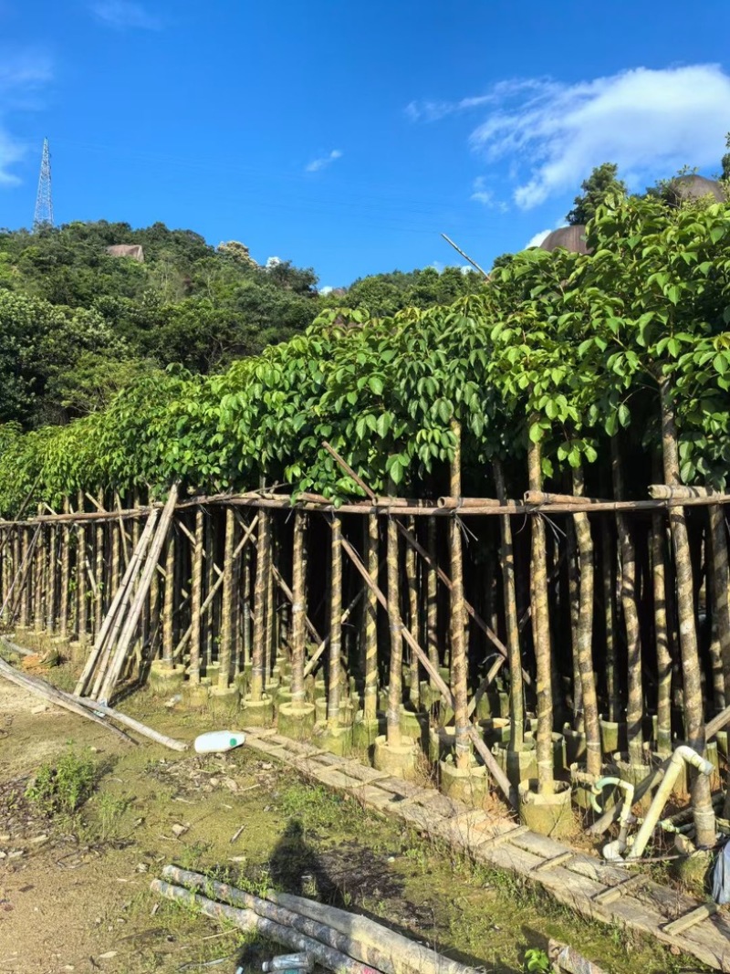 秋枫7～15公分产地直发规格齐全质量保证
