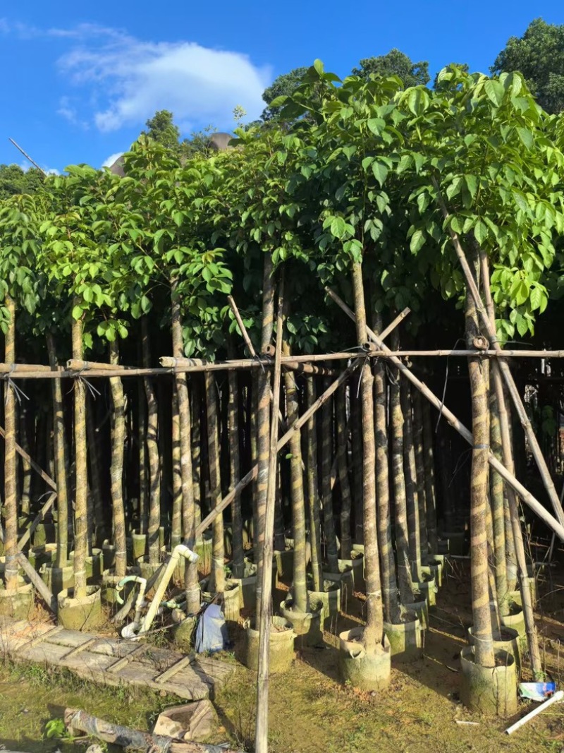 秋枫7～15公分产地直发规格齐全质量保证
