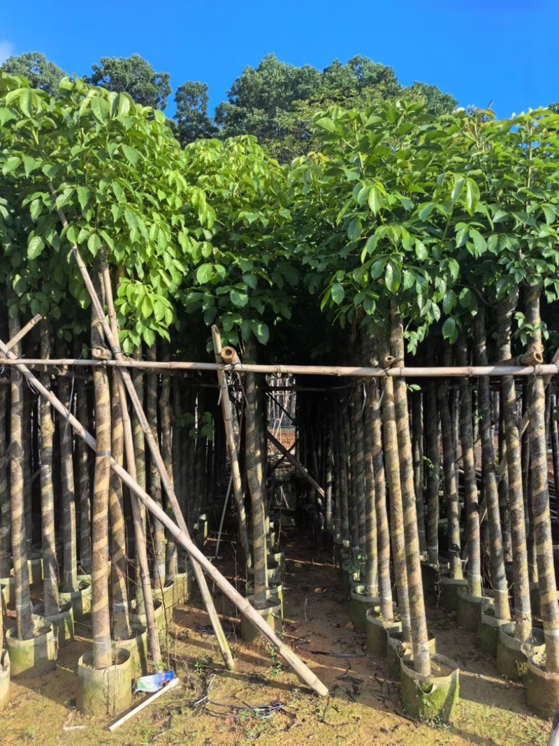 秋枫7～15公分产地直发规格齐全质量保证
