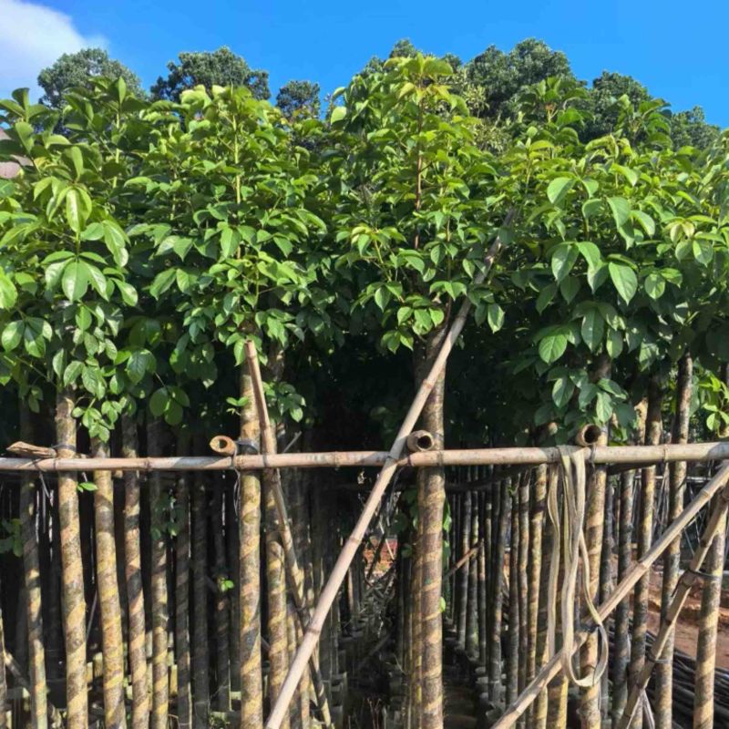 秋枫7～15公分产地直发规格齐全质量保证