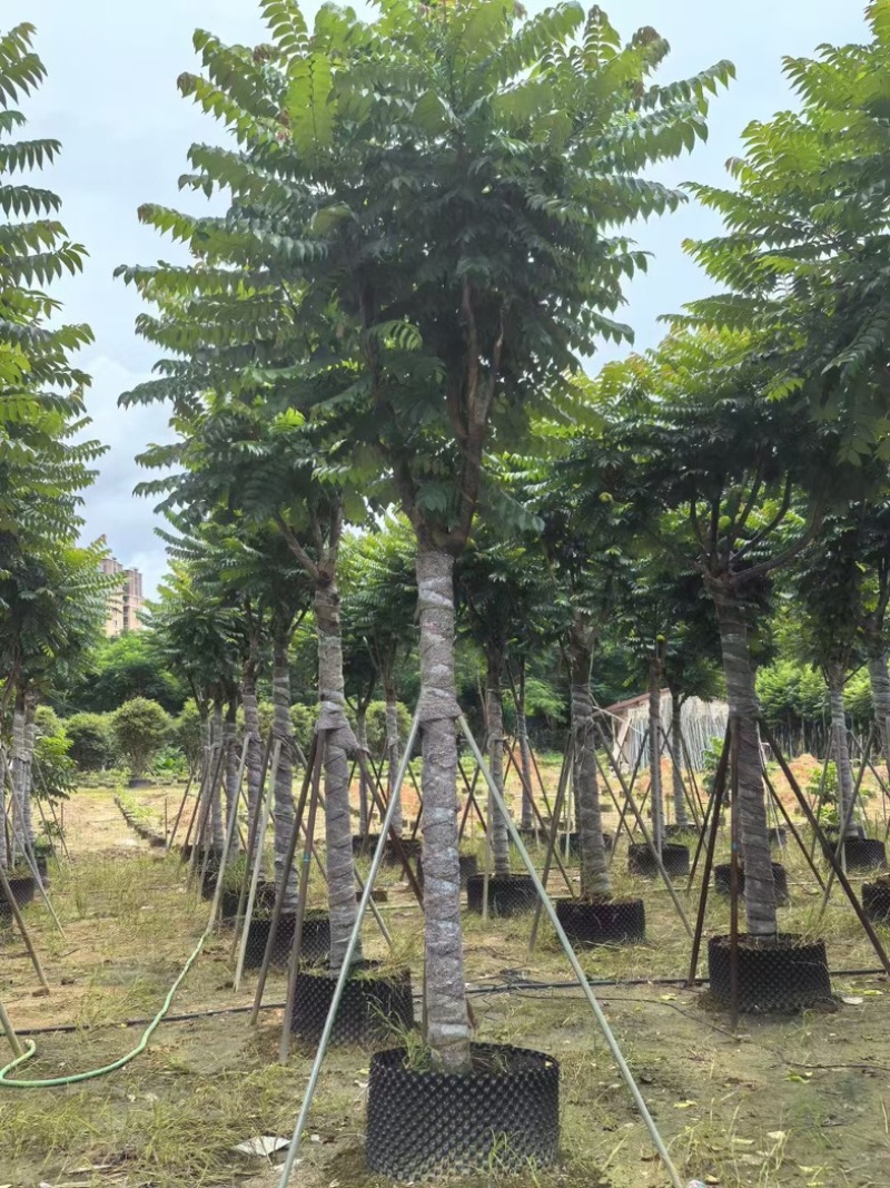 骨架麻楝12～25公分产地直发规格齐全质量保证