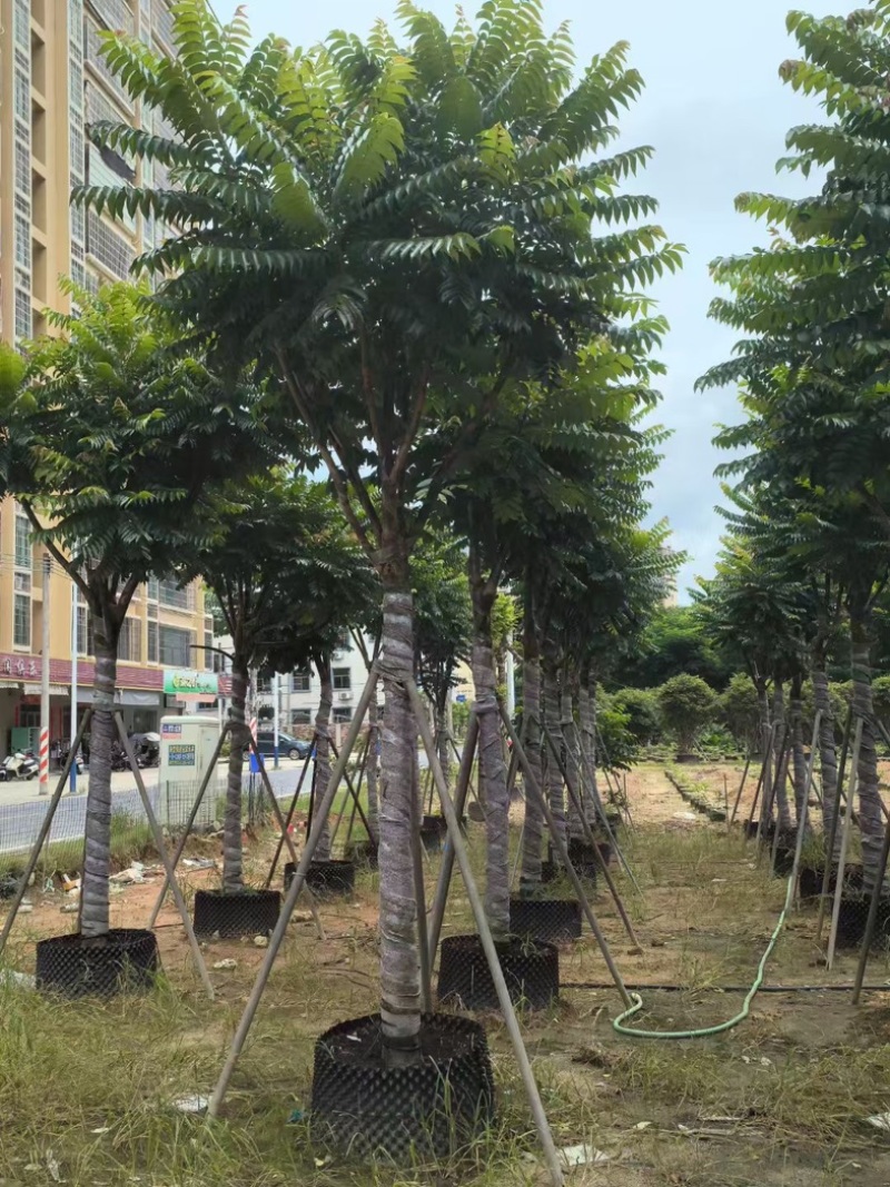骨架麻楝12～25公分产地直发规格齐全质量保证