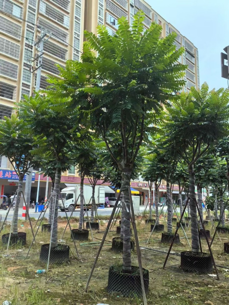 骨架麻楝12～25公分产地直发规格齐全质量保证