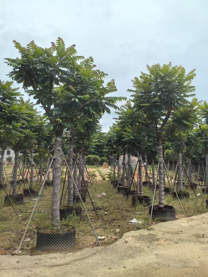骨架麻楝12～25公分产地直发规格齐全质量保证