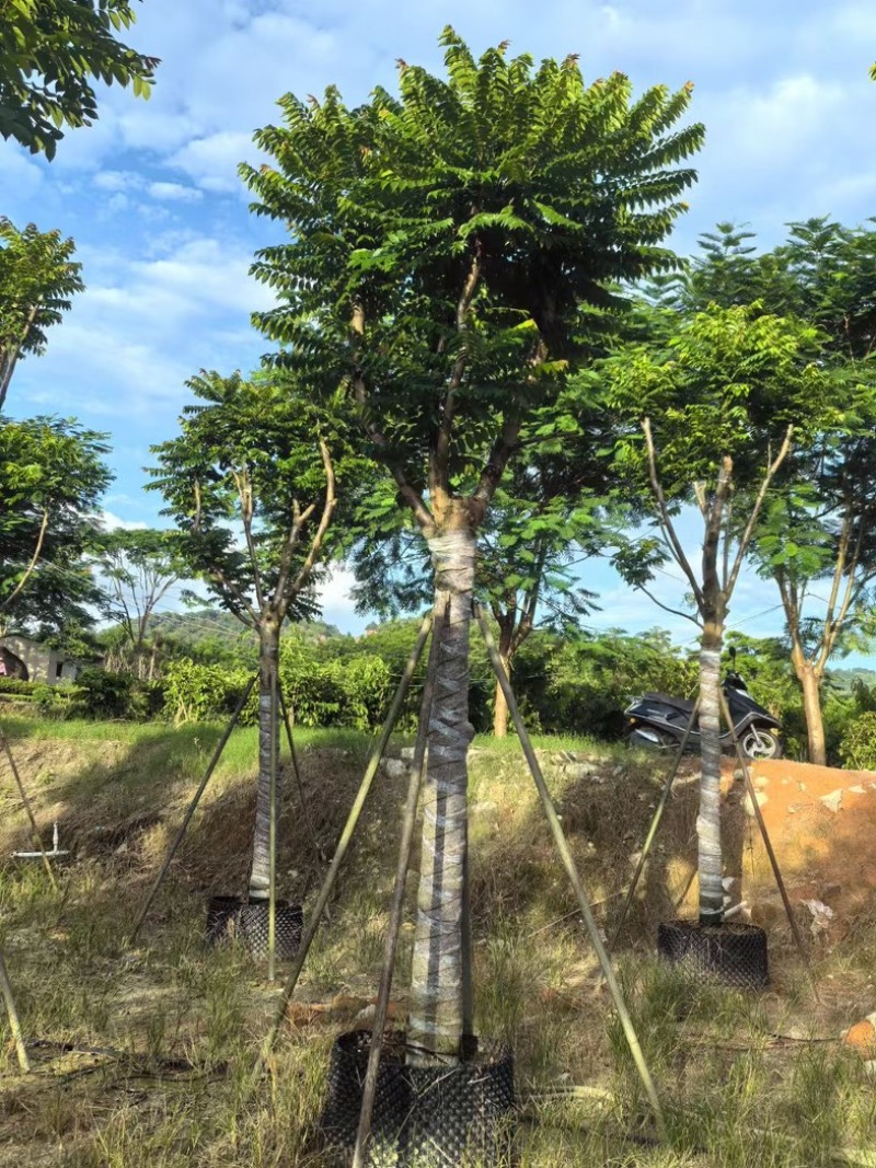 骨架麻楝12～25公分产地直发规格齐全质量保证