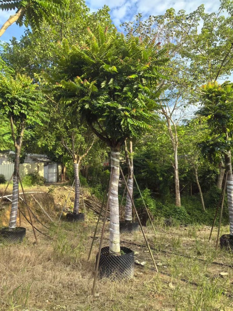 骨架麻楝12～25公分产地直发规格齐全质量保证