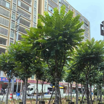 骨架麻楝12～25公分产地直发规格齐全质量保证