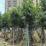 乐昌含笑10～15公分产地直发规格齐全质量保证