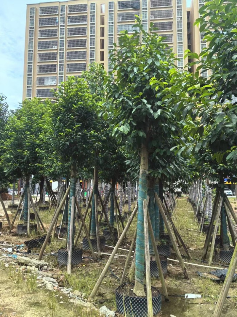 乐昌含笑10～15公分产地直发规格齐全质量保证