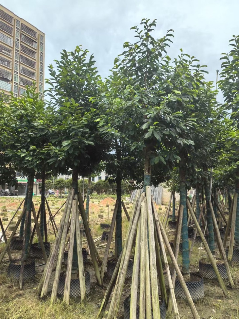 乐昌含笑10～15公分产地直发规格齐全质量保证