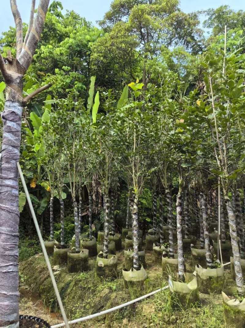 荷花玉兰4～10公分产地直发规格齐全质量保证