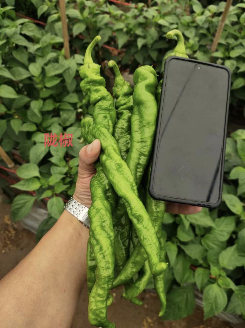 螺丝椒苗辣椒苗尖椒苗薄皮椒苗陇椒苗耐高温