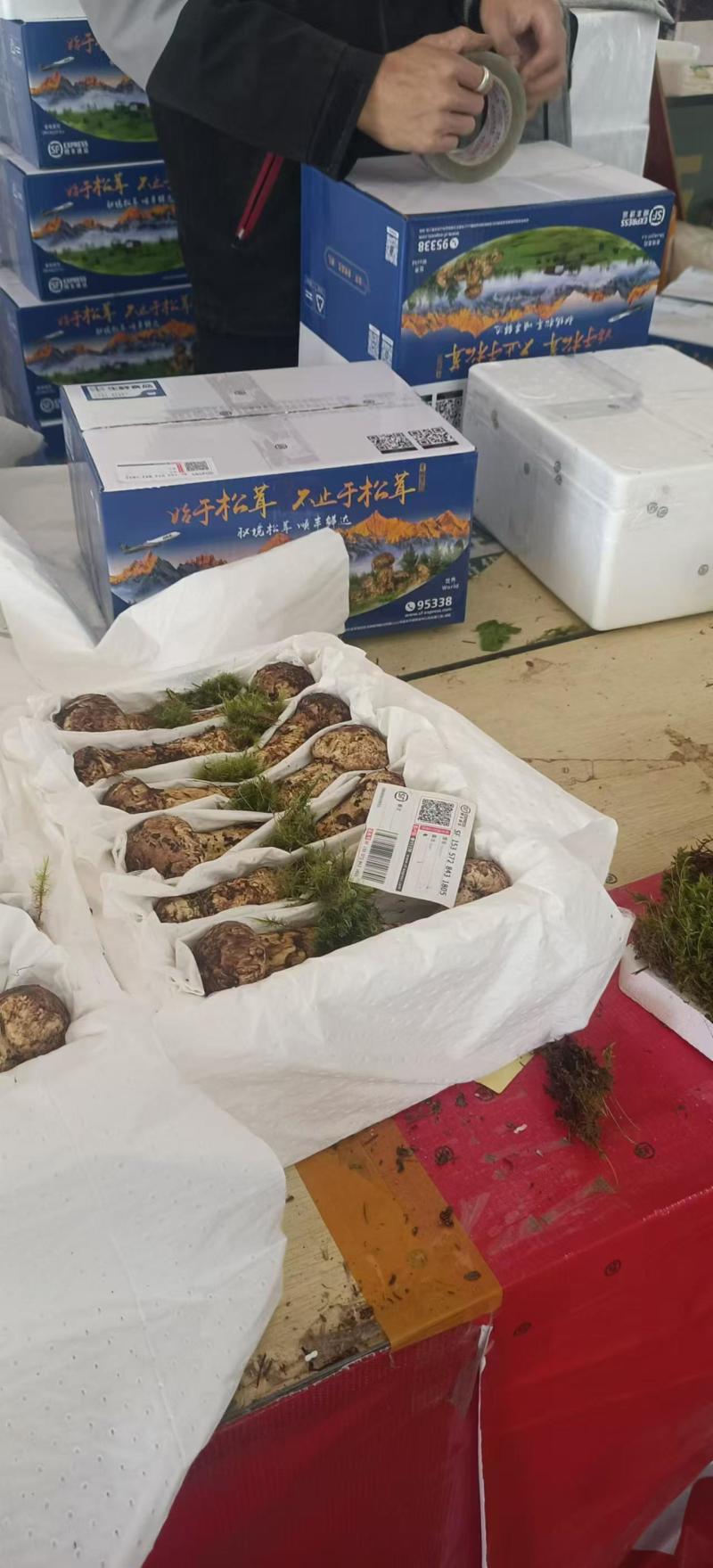 香格里拉新鲜松茸现摘现发质量保证欢迎下单