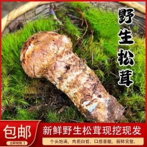 香格里拉新鲜松茸现摘现发质量保证量大可谈欢迎