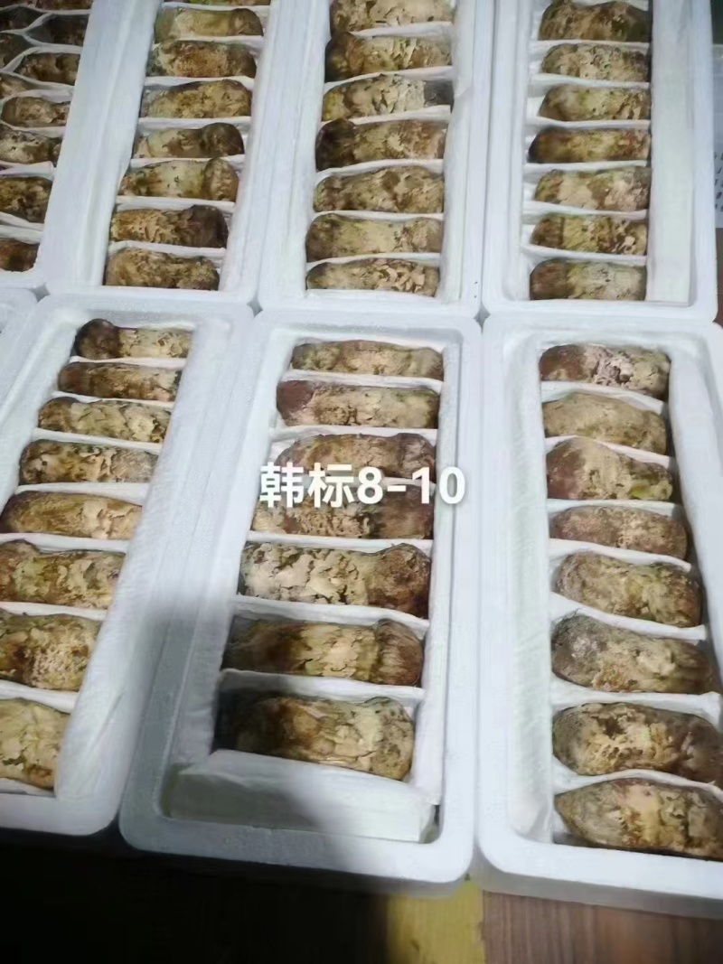 香格里拉新鲜松茸现摘现发质量保证量大可谈欢迎