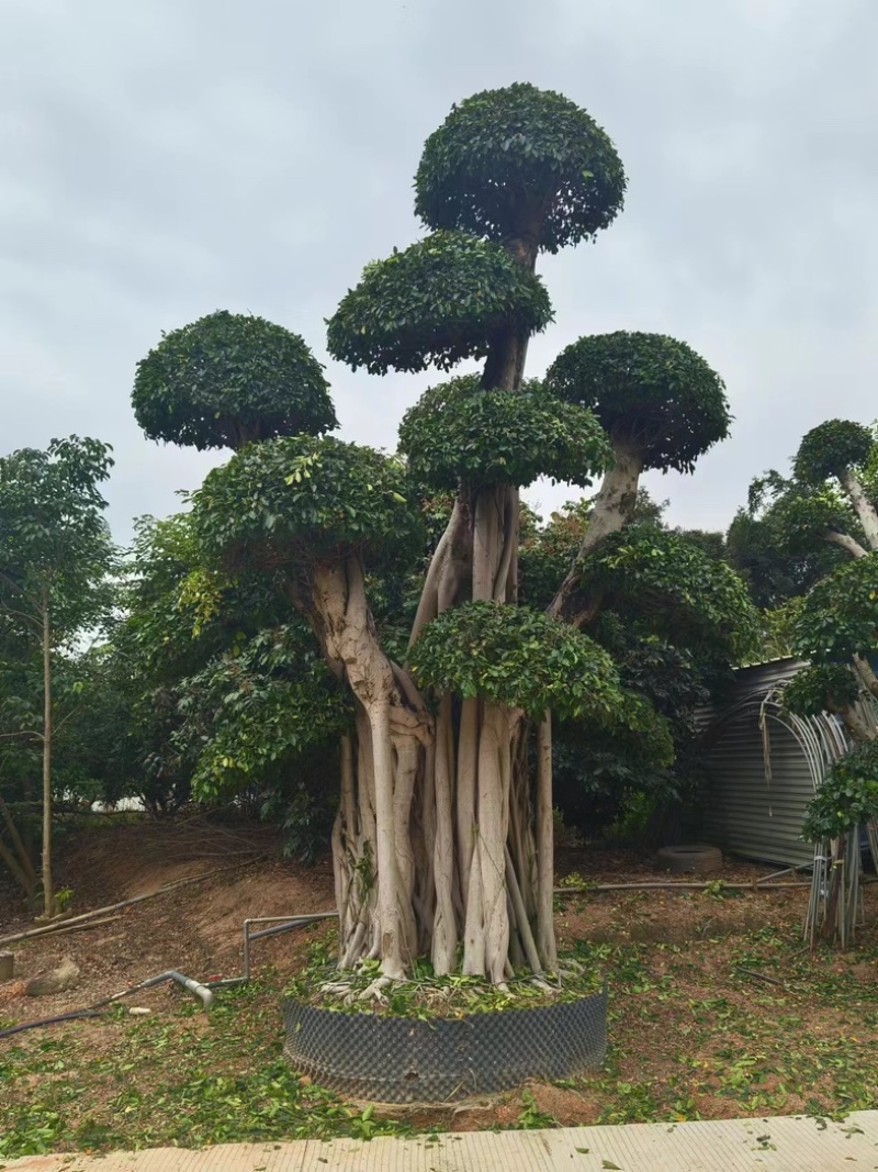各种造型小叶榕产地直发规格齐全质量保证