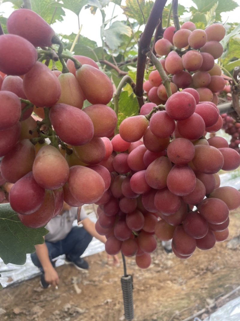 河南尼娜皇后，红提，尼玛皇后