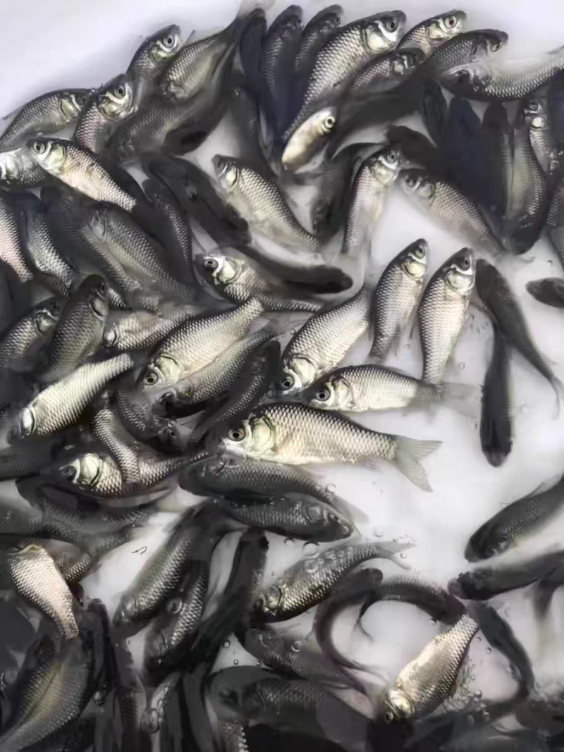 鲫鱼苗