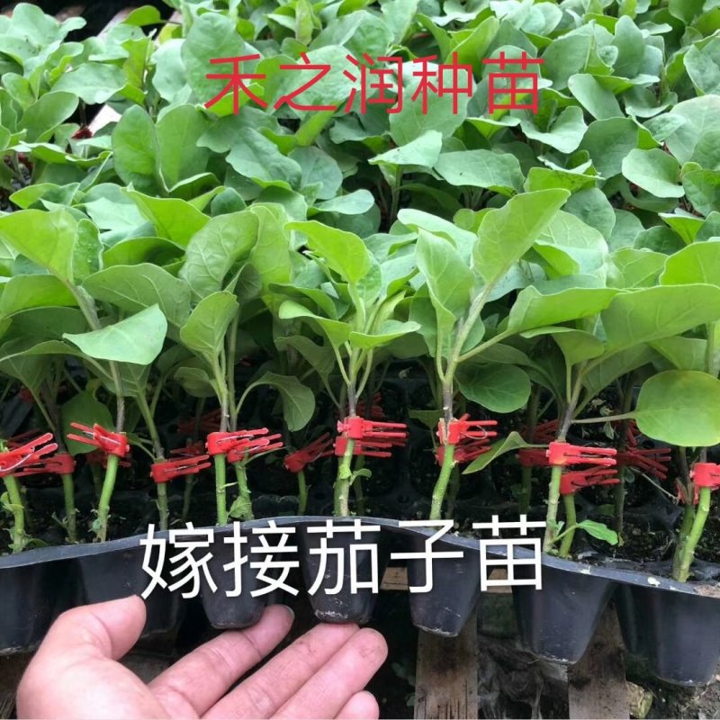 茄子苗嫁接茄子苗紫萼长茄苗圆茄苗绿萼长茄苗
