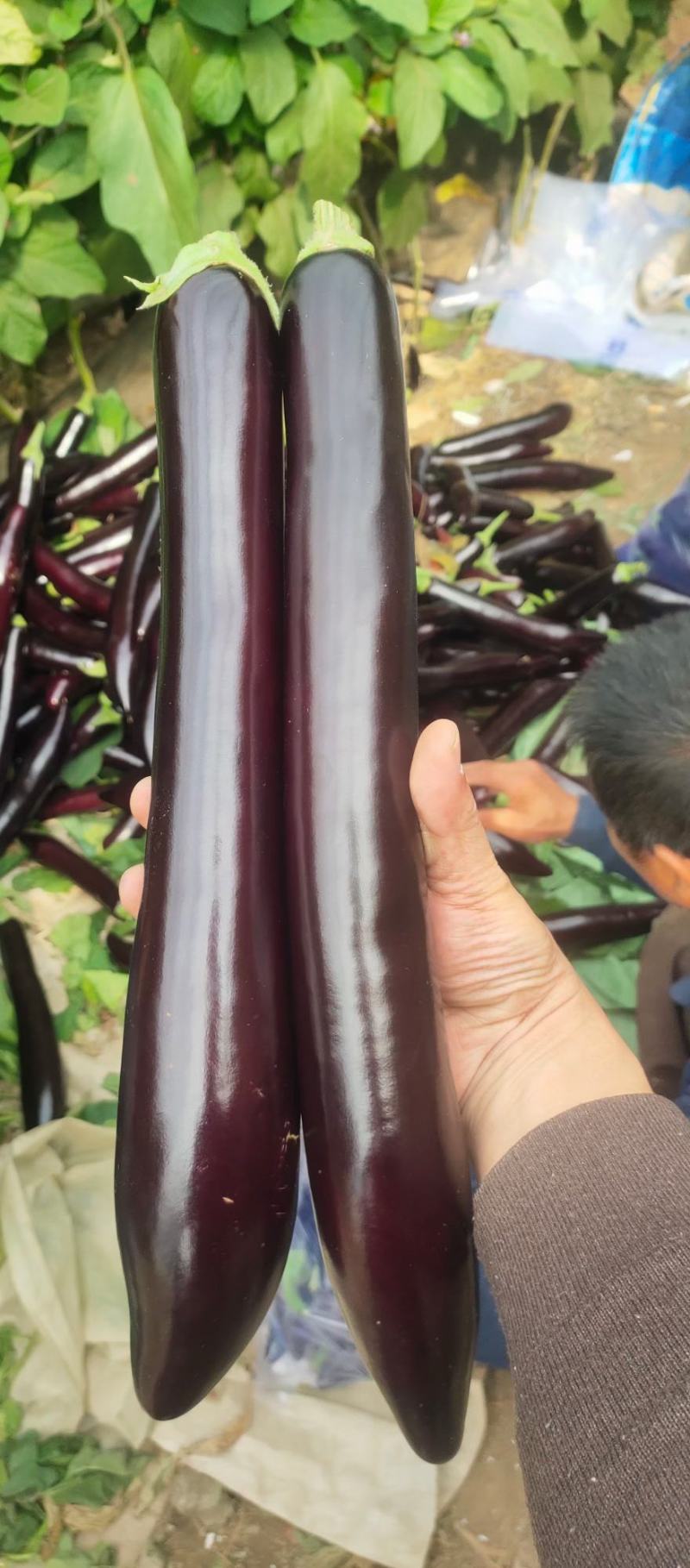 茄子苗嫁接茄子苗紫萼长茄苗圆茄苗绿萼长茄苗