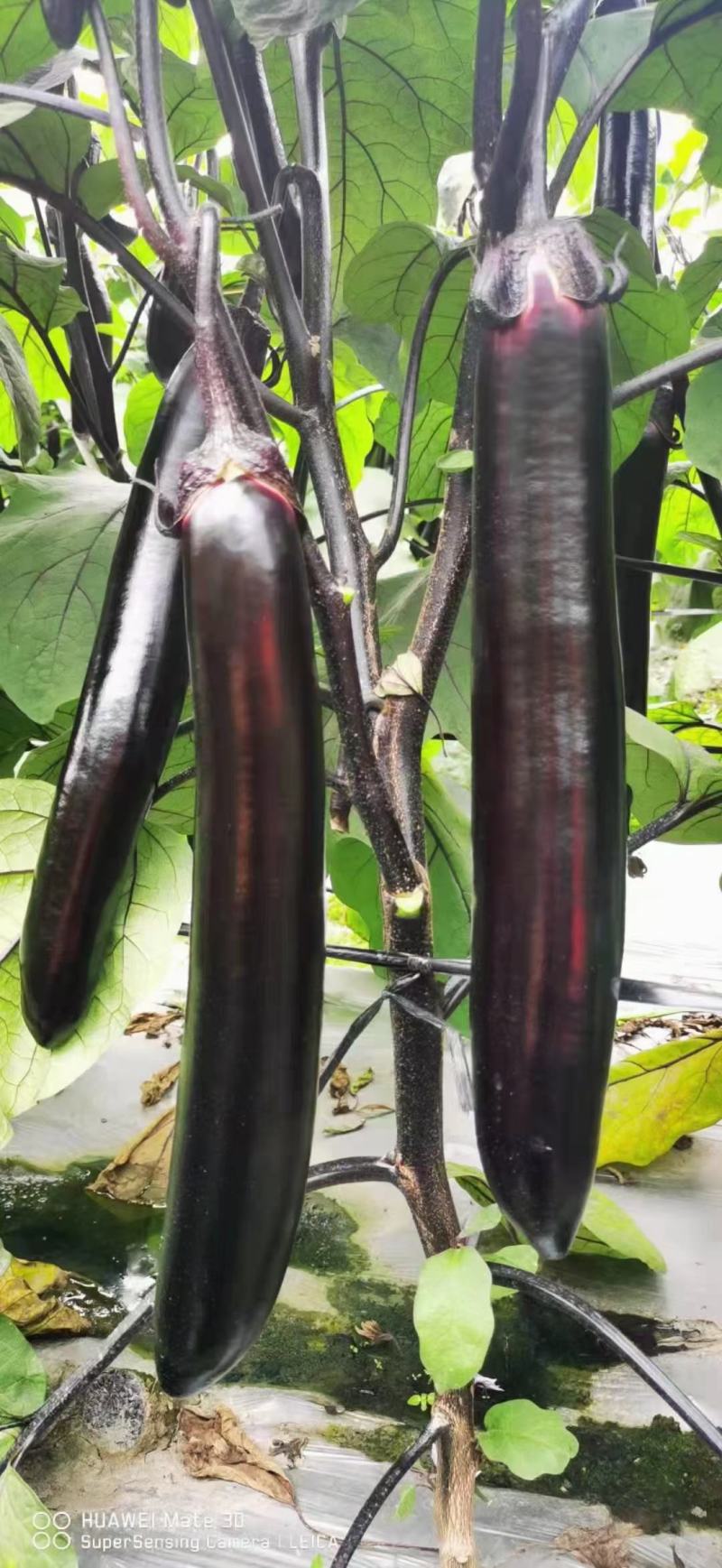 茄子苗嫁接茄子苗紫萼长茄苗圆茄苗绿萼长茄苗