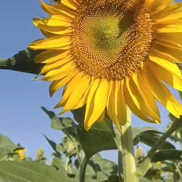 葵花竿