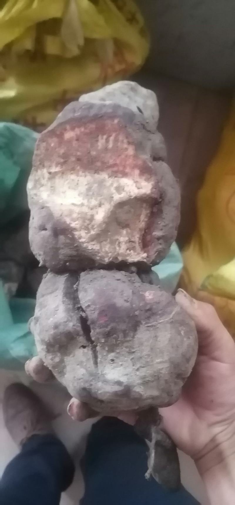 何首乌新鲜野生可药材盆景质量保证欢迎咨询