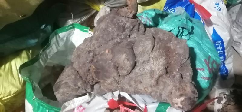 何首乌新鲜野生可药材盆景质量保证欢迎咨询
