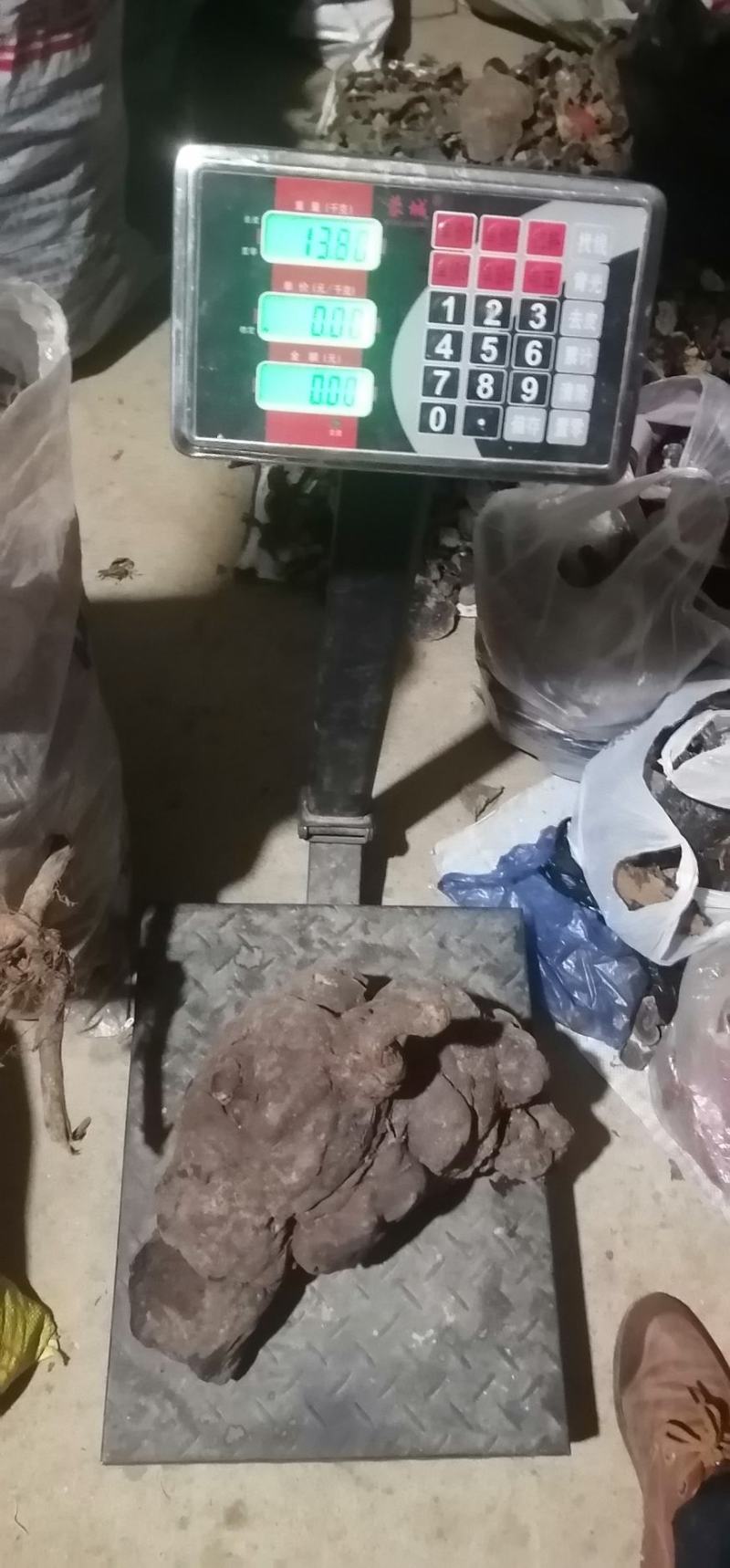 何首乌新鲜野生可药材盆景质量保证欢迎咨询