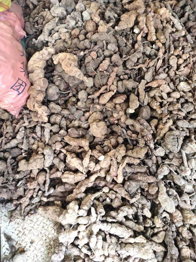 何首乌新鲜野生可药材盆景质量保证欢迎咨询