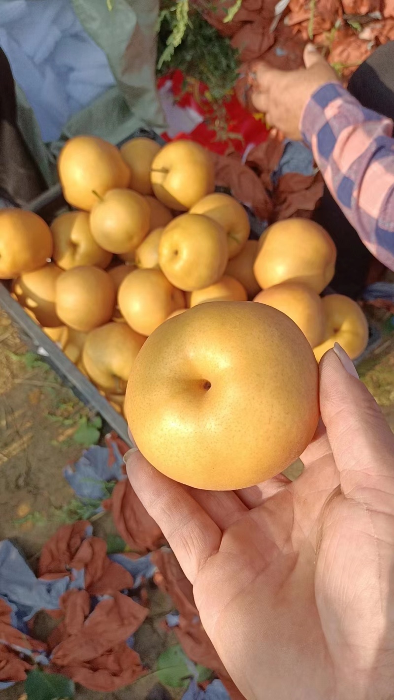 丰水梨套袋果表皮干净口感脆甜产量丰收六两起步对接批发商