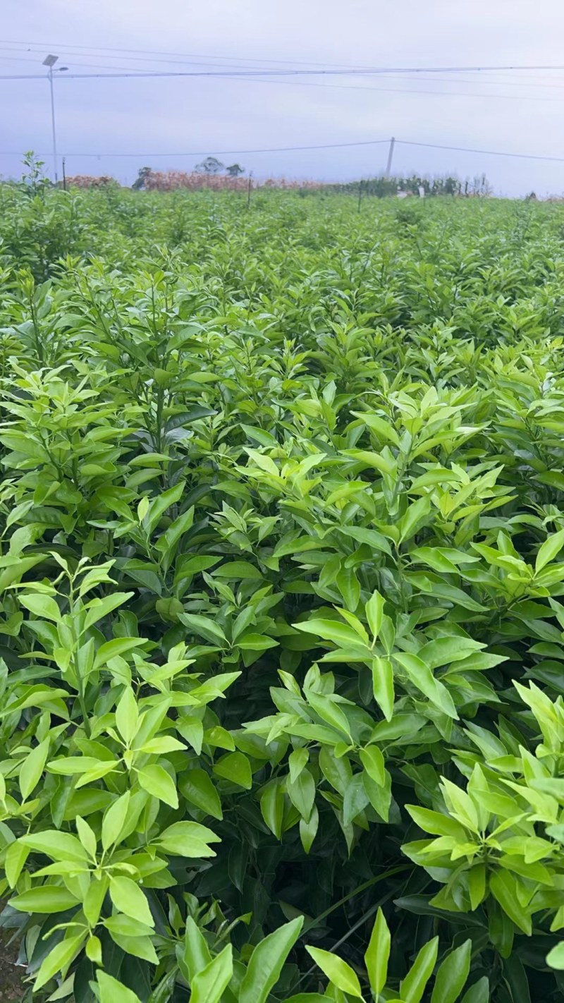 有籽沃柑苗杯苗签合同基地批发香橙头红橘头沃柑杯苗五月苗