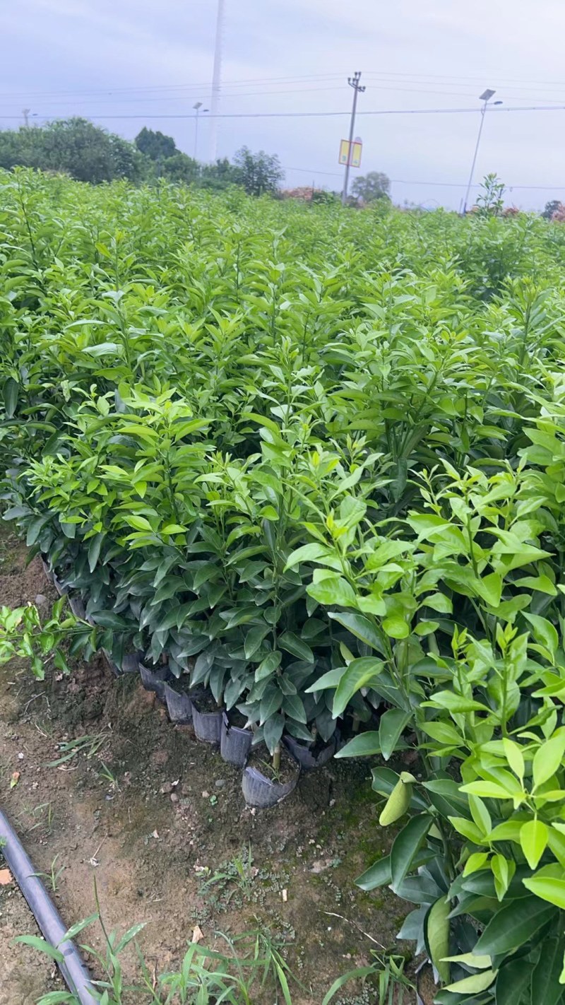有籽沃柑苗杯苗签合同基地批发香橙头红橘头沃柑杯苗五月苗