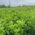 有籽沃柑苗杯苗签合同基地批发香橙头红橘头沃柑杯苗五月苗
