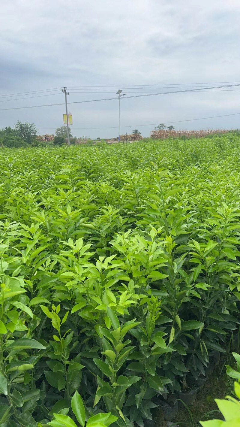 有籽沃柑苗杯苗签合同基地批发香橙头红橘头沃柑杯苗五月苗