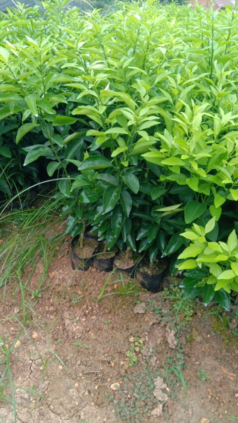 有籽沃柑苗杯苗签合同基地批发香橙头红橘头沃柑杯苗五月苗