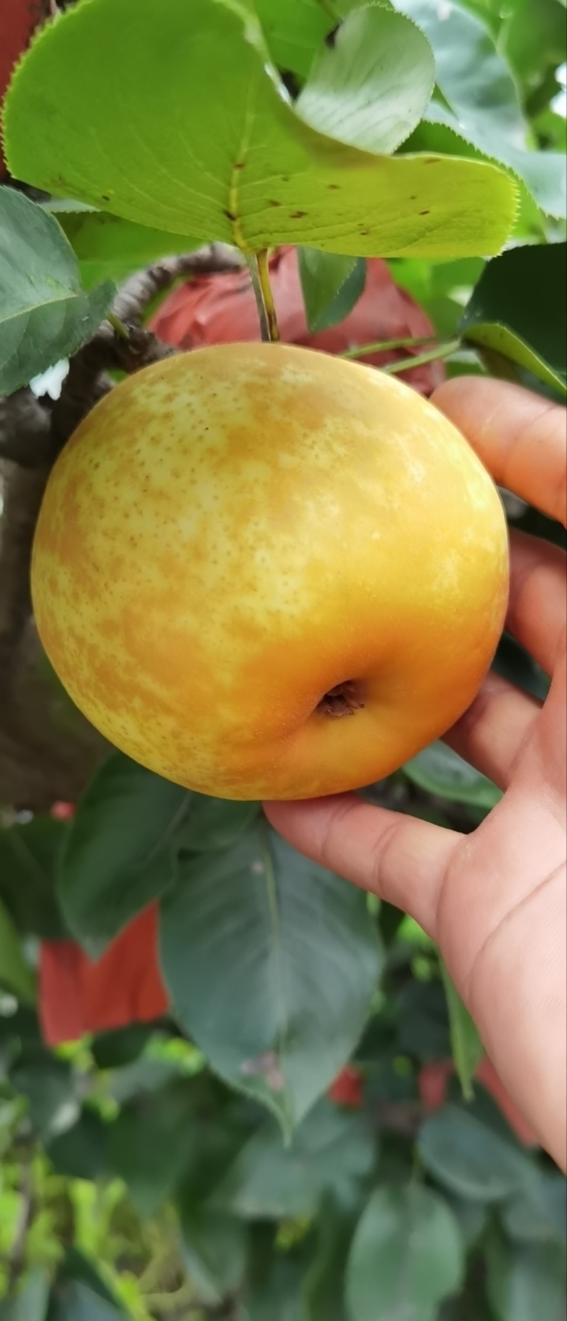 黄金梨原产地(诚信代办)