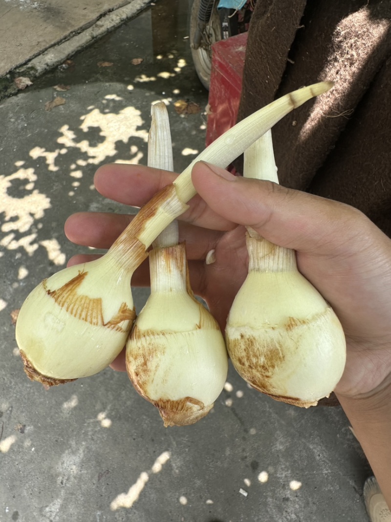 电商茨菇，电商慈姑，基地自产自销，现货现发